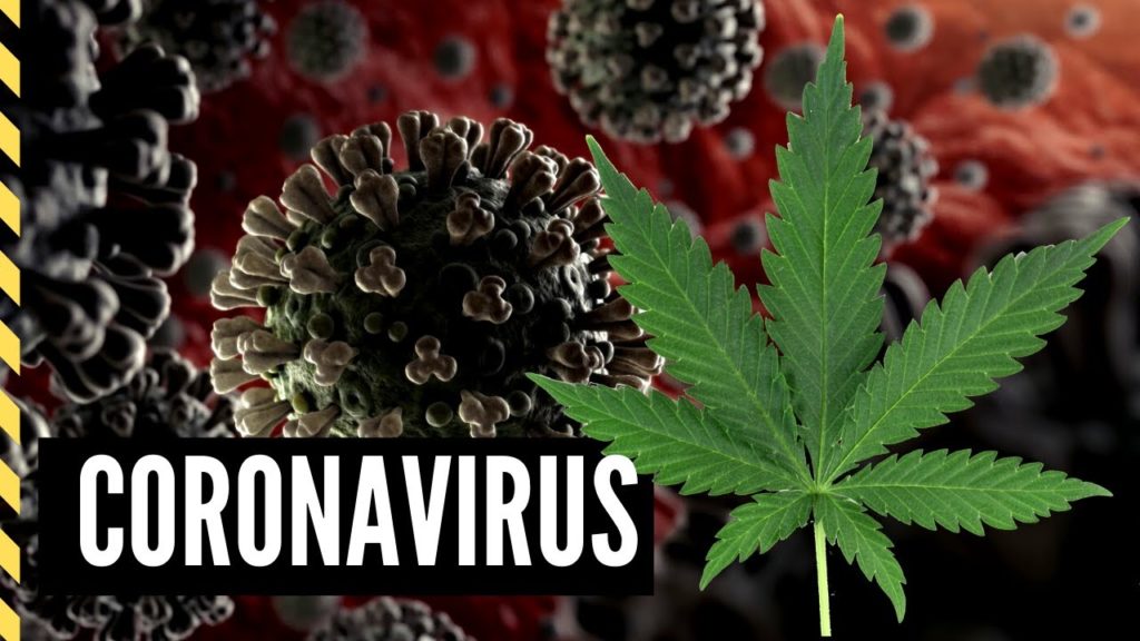 coronavirus cannabis